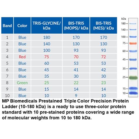 precision protein ladder|MP Biomedicals™ Triple Color Precision Protein Ladder (10